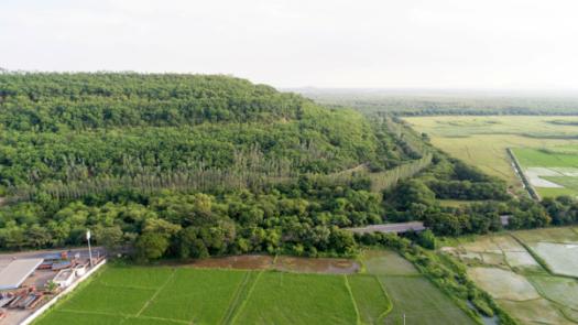 Green cover on reclaimed OB dump of JVR OC-II of SCCL