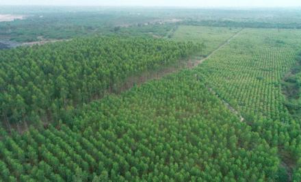 Plantation on Vacant areas in Ramagundam OC of SCCL